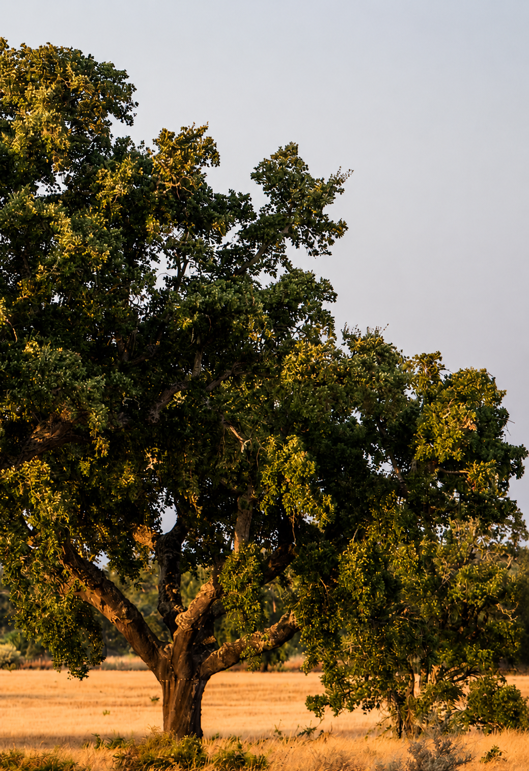 ChatGPT Image 12_06_2026, 15_34_21